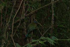 Momotus subrufescens