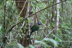 Momotus subrufescens