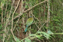 Momotus subrufescens