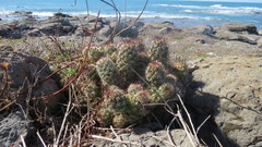 Mammillaria mazatlanensis