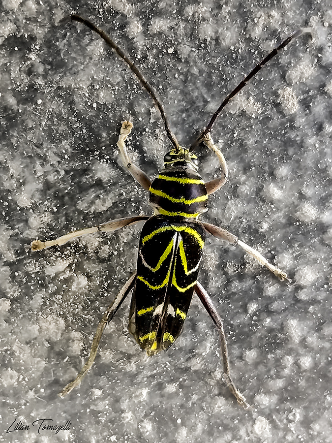 Megacyllene angulata