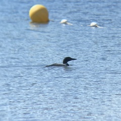 Gavia immer image