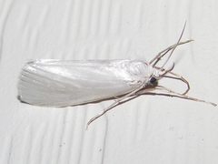 Rupela