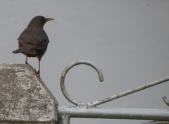Turdus olivaceus