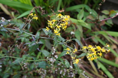 Senecio scandens incisus
