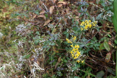 Senecio scandens incisus