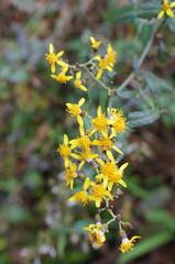 Senecio scandens incisus