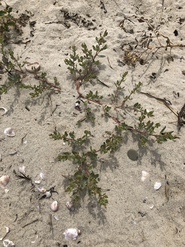 Crested saltbush (Atriplex cristata)