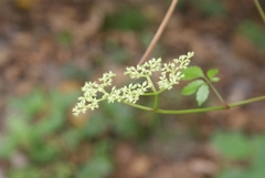 Causonis corniculata