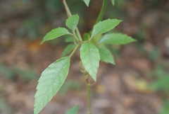 Causonis corniculata