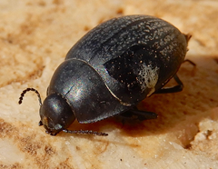 Eusattus reticulatus