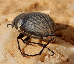 Eusattus reticulatus