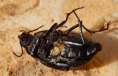 Eusattus reticulatus