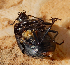 Eusattus reticulatus