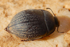 Eusattus reticulatus