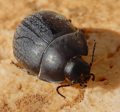 Eusattus reticulatus