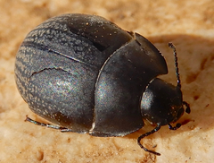 Eusattus reticulatus