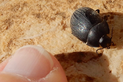 Eusattus reticulatus