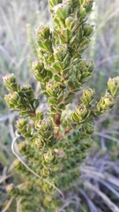 Baccharis tricuneata