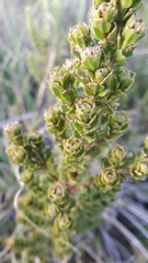Baccharis tricuneata