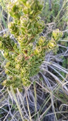 Baccharis tricuneata