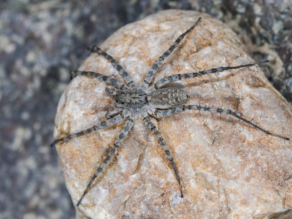 Pardosa falcata
