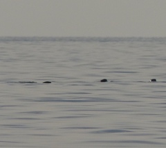 Hydrictis maculicollis