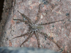 Pardosa falcata
