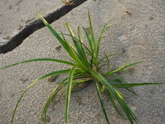 Scirpus ternatanus