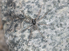 Pardosa falcata
