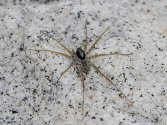 Pardosa falcata