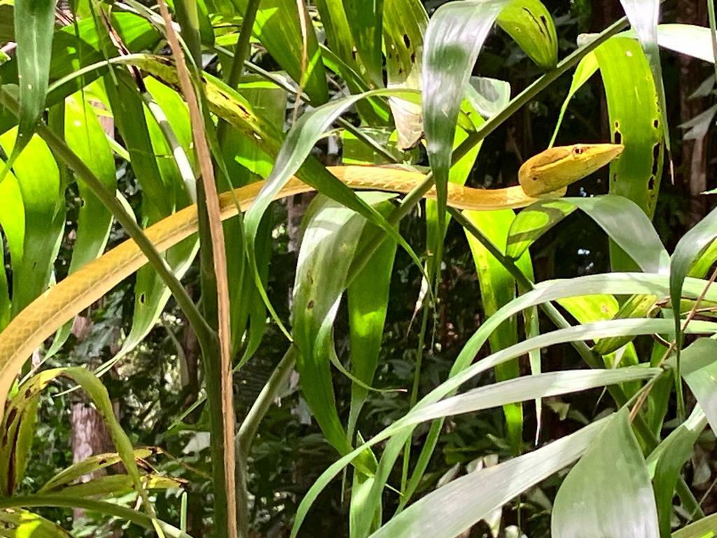 Roatan Vinesnake photo 2