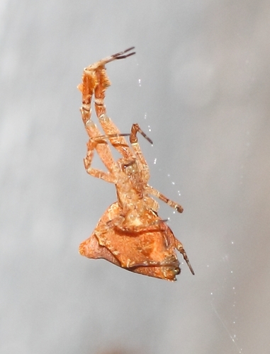 Feather-legged Lace Weaver