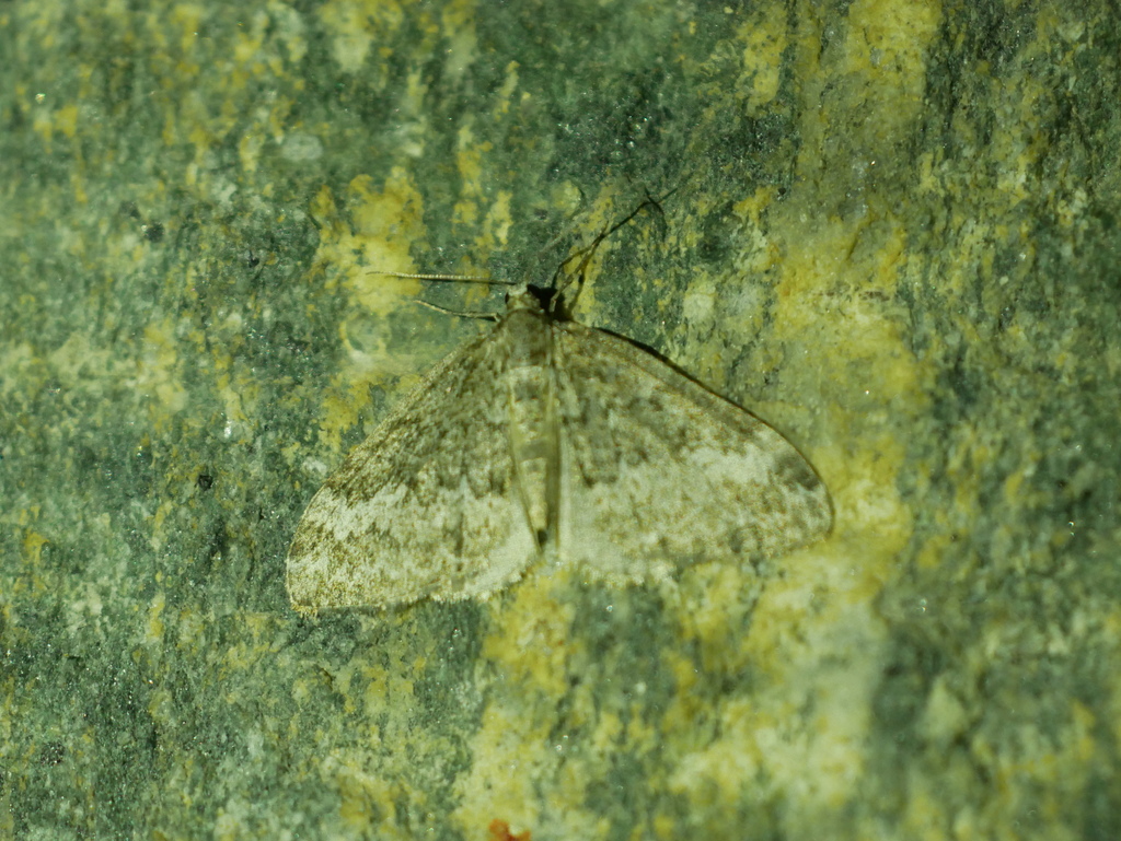Perizoma hydrata