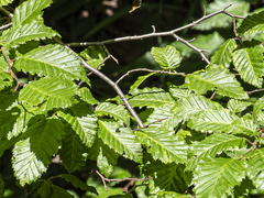 Oriental Hornbeam (Carpinus orientalis)