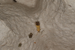 Crocanthes micradelpha