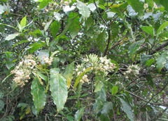 Tarenna pavettoides