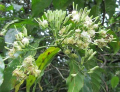 Tarenna pavettoides