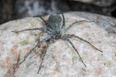 Pardosa falcata
