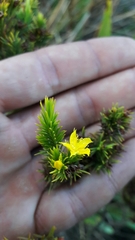 Hypericum juniperinum