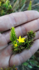 Hypericum juniperinum