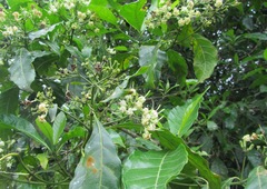 Tarenna pavettoides