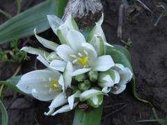 Ornithogalum lanceolatum