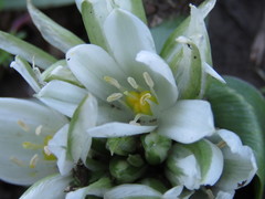 Ornithogalum lanceolatum