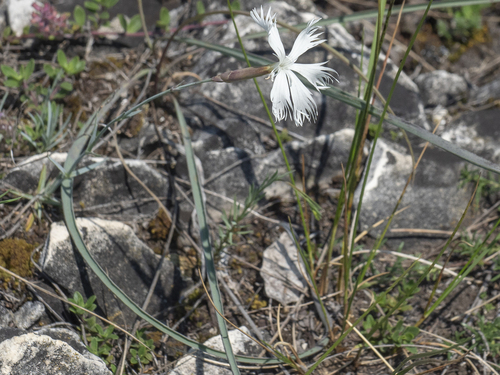 Dianthus plumarius