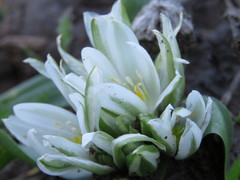 Ornithogalum lanceolatum