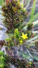 Hypericum juniperinum