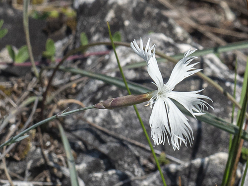 Dianthus plumarius