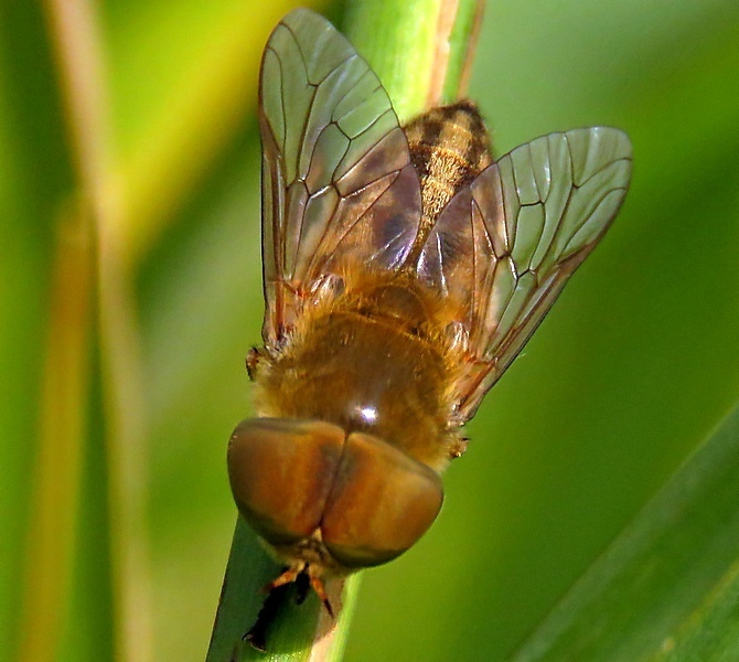 Saltmarsh Horsefly