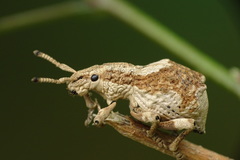 Episomus chinensis